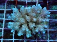 画像1: No.91 フィジー産 クシハダミドリイシ (1)