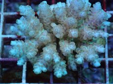 画像2: No.91 フィジー産 クシハダミドリイシ (2)