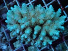 画像1: No.92 フィジー産 クシハダミドリイシ (1)