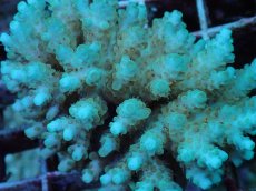 画像2: No.92 フィジー産 クシハダミドリイシ (2)