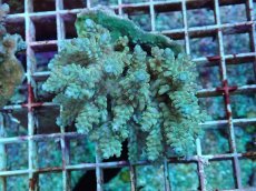 画像1: No.93 フィジー産 浅場ミドリイシ (1)