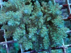 画像2: No.93 フィジー産 浅場ミドリイシ (2)