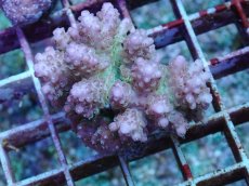 画像1: No.94 フィジー産 浅場ミドリイシ (1)