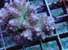 画像2: No.94 フィジー産 浅場ミドリイシ (2)