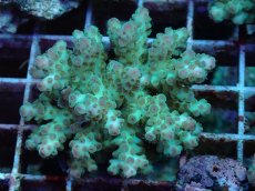 画像1: No.95 フィジー産 カドエダミドリイシ (1)