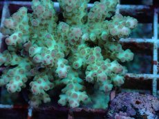 画像2: No.95 フィジー産 カドエダミドリイシ (2)