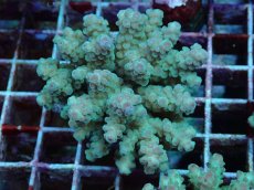 画像1: No.96 フィジー産 カドエダミドリイシ (1)