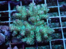 画像1: No.97 フィジー産 カドエダミドリイシ (1)