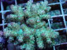 画像2: No.97 フィジー産 カドエダミドリイシ (2)