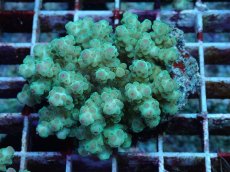 画像1: No.98 フィジー産 カドエダミドリイシ (1)