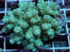 画像2: No.98 フィジー産 カドエダミドリイシ (2)