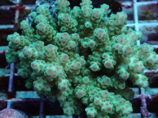 画像2: No.99 フィジー産 カドエダミドリイシ (2)