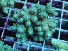 画像1: No.100 フィジー産 カドエダミドリイシ (1)