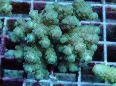 画像2: No.100 フィジー産 カドエダミドリイシ (2)