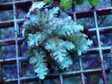 画像1: No.101 フィジー産 浅場ミドリイシ (1)