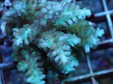 画像2: No.101 フィジー産 浅場ミドリイシ (2)