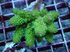 画像1: No.102 フィジー産 ツツユビミドリイシ (1)