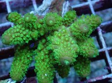 画像2: No.102 フィジー産 ツツユビミドリイシ (2)