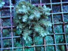 画像1: No.103 フィジー産 浅場ミドリイシ (1)