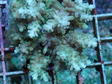 画像2: No.103 フィジー産 浅場ミドリイシ (2)