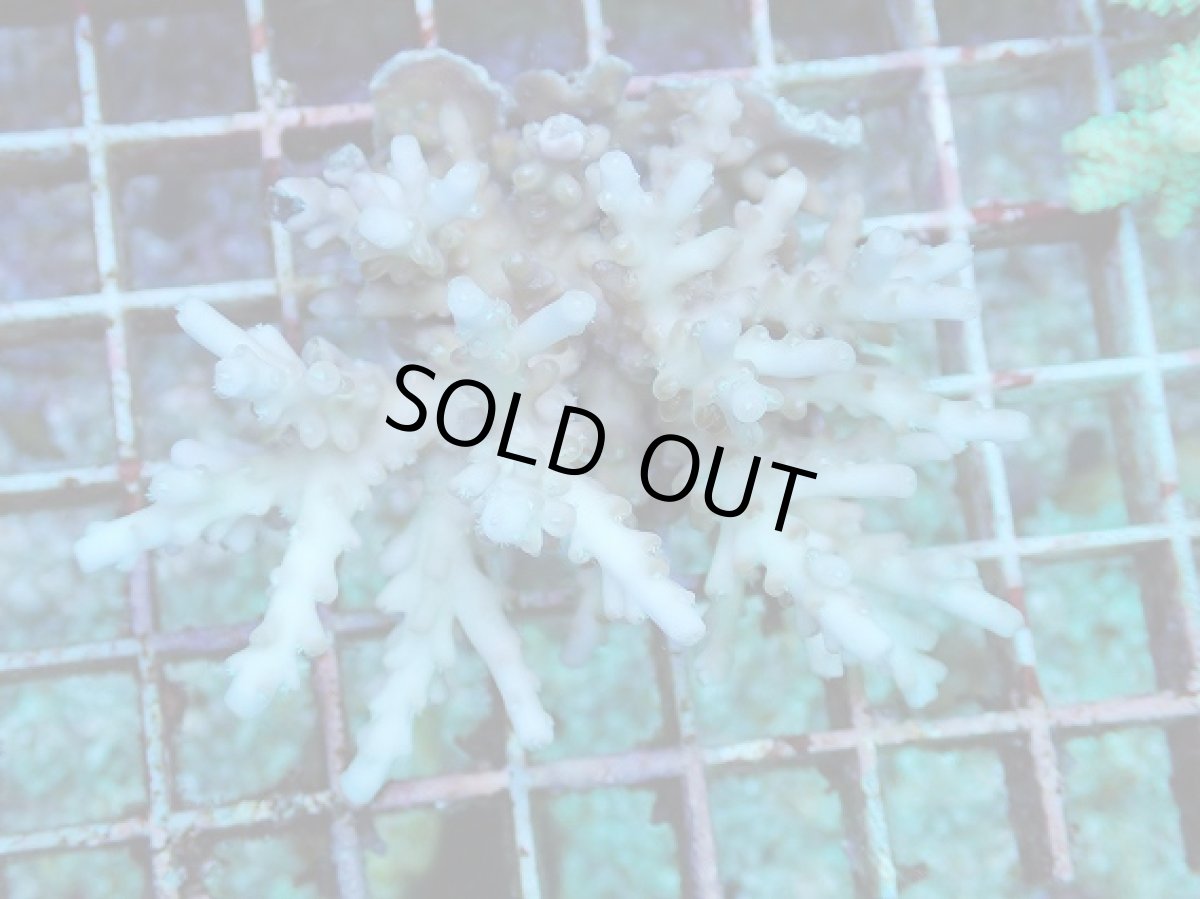 画像1: No.104 フィジー産 浅場ミドリイシ (1)