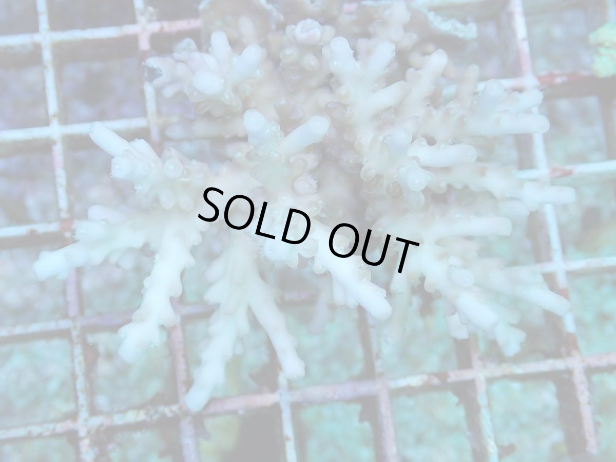 画像2: No.104 フィジー産 浅場ミドリイシ (2)