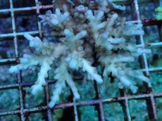 画像2: No.104 フィジー産 浅場ミドリイシ (2)