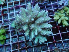 画像1: No.105 フィジー産 ハナガサミドリイシ (1)