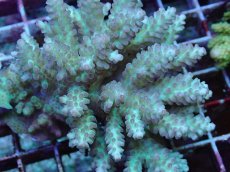 画像2: No.105 フィジー産 ハナガサミドリイシ (2)