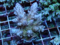 画像1: No.106 フィジー産 浅場ミドリイシ (1)