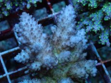 画像2: No.106 フィジー産 浅場ミドリイシ (2)