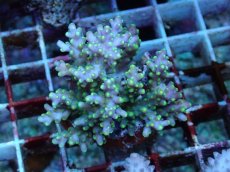 画像1: No.107 フィジー産 スゲミドリイシ (1)