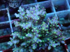 画像2: No.107 フィジー産 スゲミドリイシ (2)