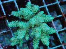 画像1: No.108 フィジー産 ハイマツミドリイシ (1)