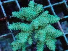 画像2: No.108 フィジー産 ハイマツミドリイシ (2)