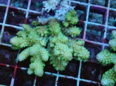 画像1: No.109 フィジー産 ツツユビミドリイシ (1)