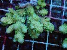 画像2: No.109 フィジー産 ツツユビミドリイシ (2)