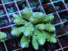 画像1: No.110 フィジー産 ツツユビミドリイシ (1)