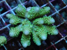 画像2: No.110 フィジー産 ツツユビミドリイシ (2)