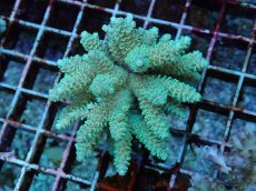 画像1: No.111 フィジー産 ハイマツミドリイシ (1)