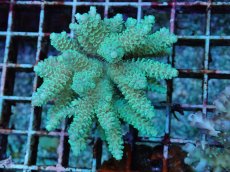 画像2: No.111 フィジー産 ハイマツミドリイシ (2)