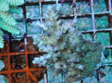 画像2: No.112 フィジー産 浅場ミドリイシ (2)