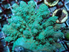 画像2: No.113 フィジー産 ツツユビミドリイシ (2)