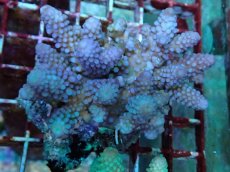 画像1: No.114 フィジー産 ツツユビミドリイシ (1)