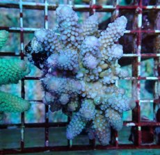 画像2: No.114 フィジー産 ツツユビミドリイシ (2)