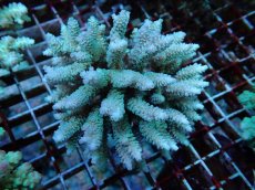 画像1: No.115 フィジー産 ハイマツミドリイシ (1)