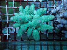 画像1: No.116 フィジー産 ツツユビミドリイシ (1)