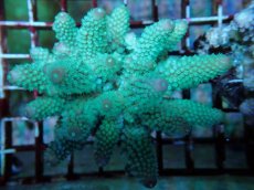 画像2: No.116 フィジー産 ツツユビミドリイシ (2)