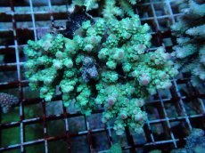 画像1: No.117 フィジー産 カドエダミドリイシ (1)