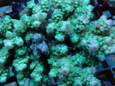 画像2: No.117 フィジー産 カドエダミドリイシ (2)